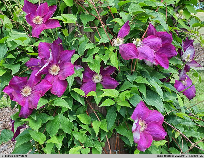 Clematis Mazowsze