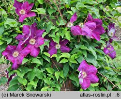 Clematis Mazowsze