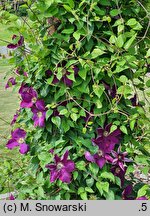 Clematis Mazowsze