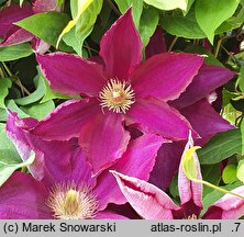 Clematis Mazowsze