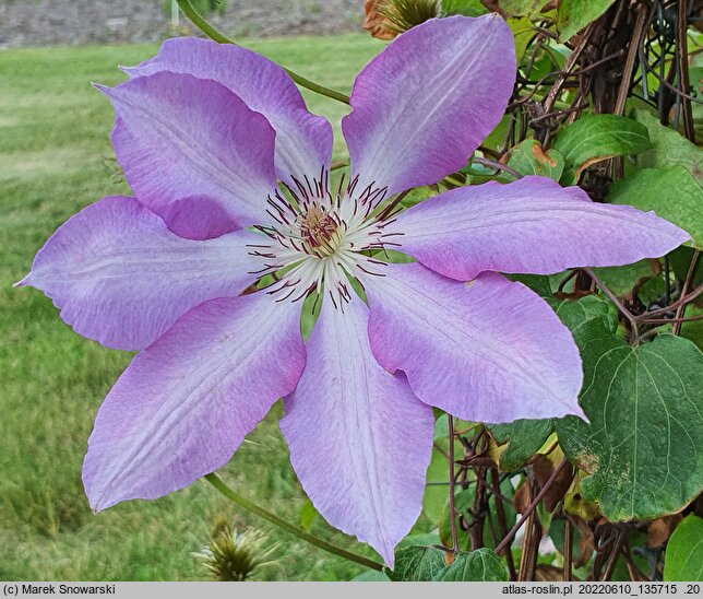 Clematis Serafina