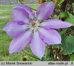 Clematis Serafina