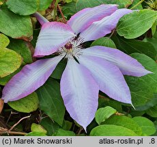 Clematis Serafina
