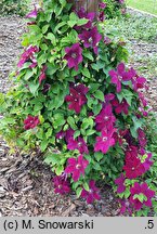 Clematis Westerplatte