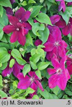 Clematis Westerplatte