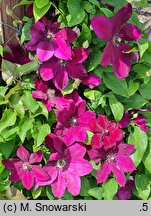 Clematis Westerplatte