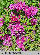 Clematis Hania