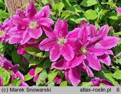Clematis Hania