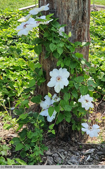 Clematis Królowa Jadwiga