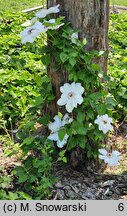 Clematis Królowa Jadwiga