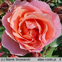 Rosa hort. Winterfell