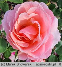 Rosa hort. Winterfell