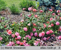 Rosa hort. Winterfell