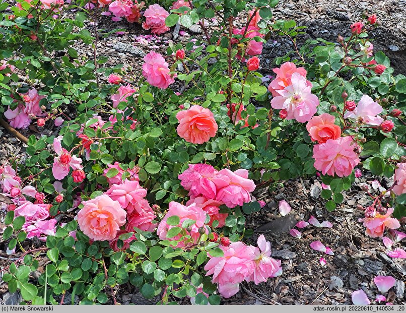 Rosa hort. Winterfell