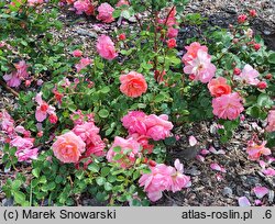 Rosa hort. Winterfell