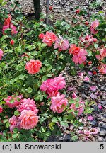 Rosa hort. Winterfell