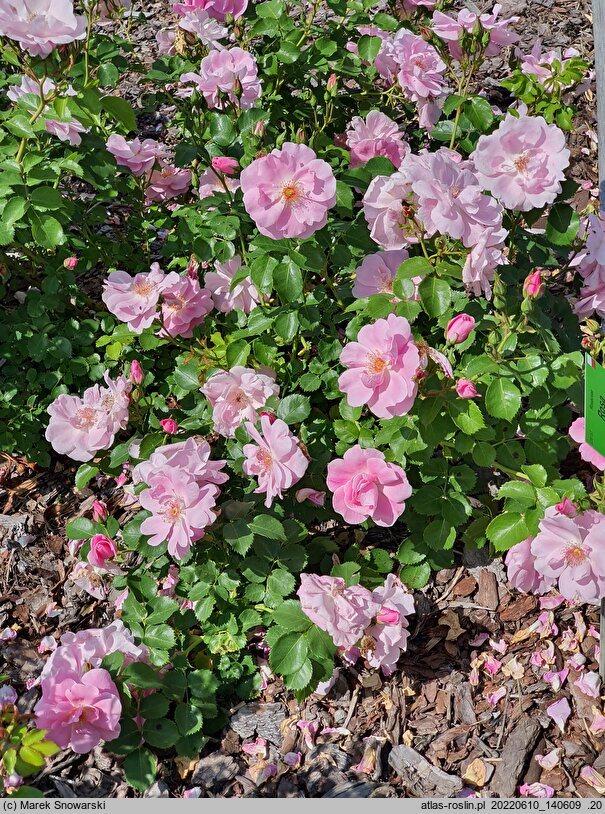 Rosa hort. White Nord