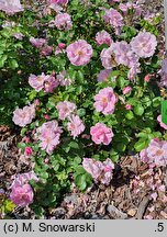Rosa hort. White Nord