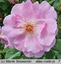 Rosa hort. White Nord
