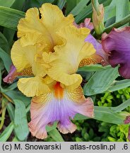 Iris hort. Tercet