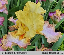 Iris hort. Tercet