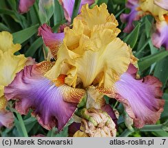 Iris hort. Tercet