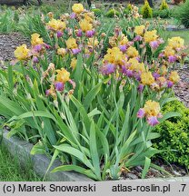 Iris hort. Tercet