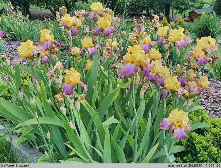Iris hort. Tercet