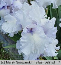 Iris hort. Sinobrody
