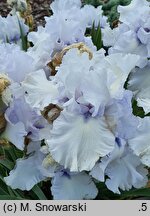 Iris hort. Sinobrody