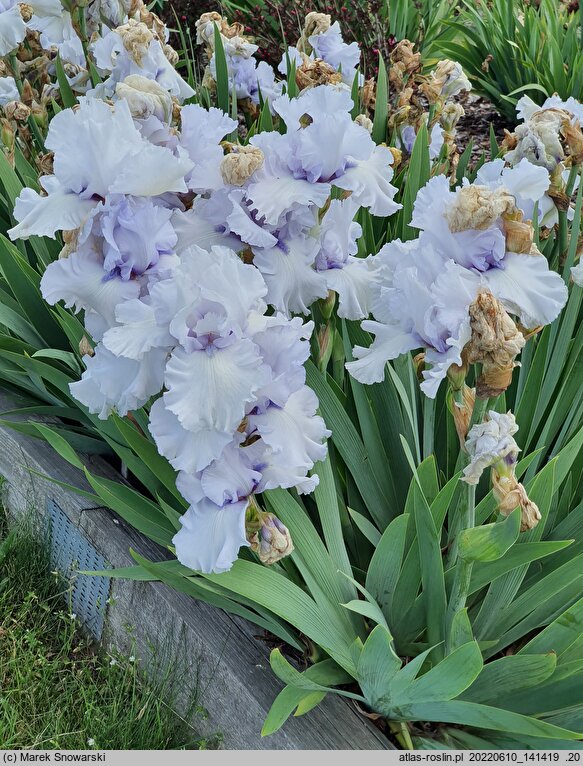 Iris hort. Sinobrody