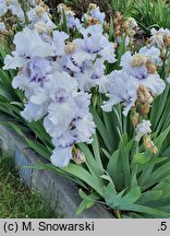 Iris hort. Sinobrody