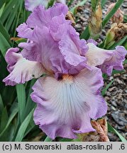 Iris hort. Różowy Poranek
