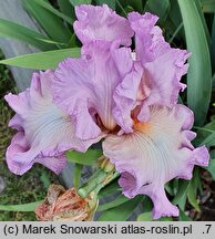 Iris hort. Różowy Poranek