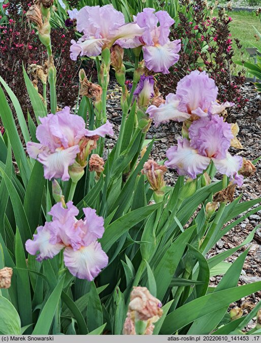 Iris hort. Różowy Poranek