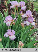 Iris hort. Różowy Poranek
