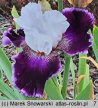 Iris hort. Romantyczna Ballada