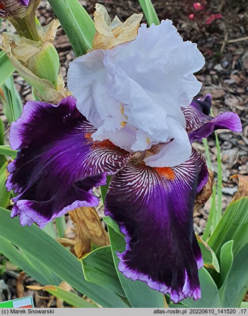Iris hort. Romantyczna Ballada