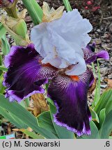 Iris hort. Romantyczna Ballada