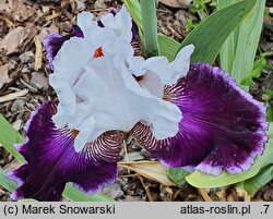 Iris hort. Romantyczna Ballada