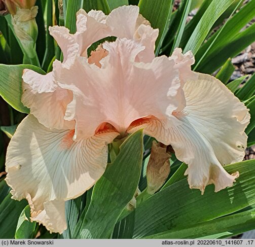 Iris hort. Radość Poranka