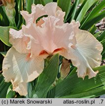 Iris hort. Radość Poranka