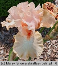 Iris hort. Radość Poranka