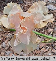 Iris hort. Radość Poranka