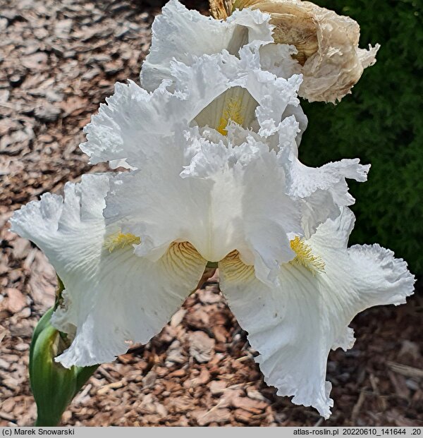 Iris hort. Puszek