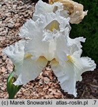 Iris hort. Puszek