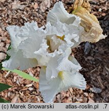 Iris hort. Puszek