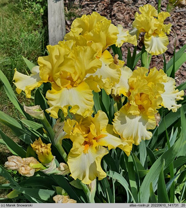 Iris hort. Promyk