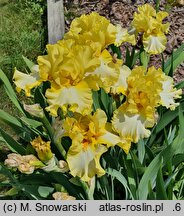 Iris hort. Promyk