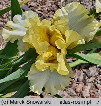 Iris hort. Promyk